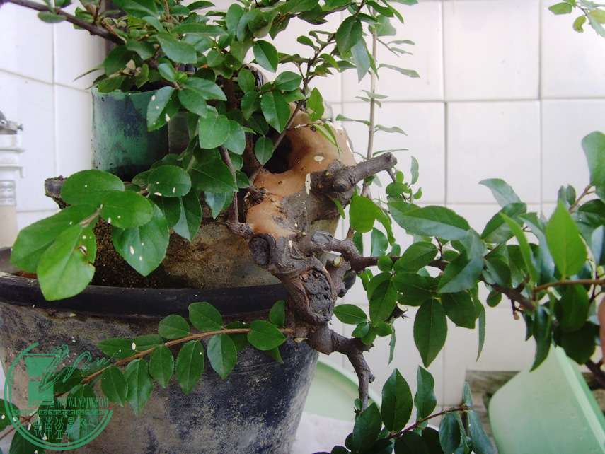 2009.7.17.JPG