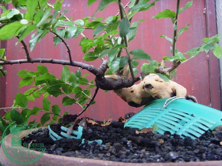 2010.6.16c.JPG