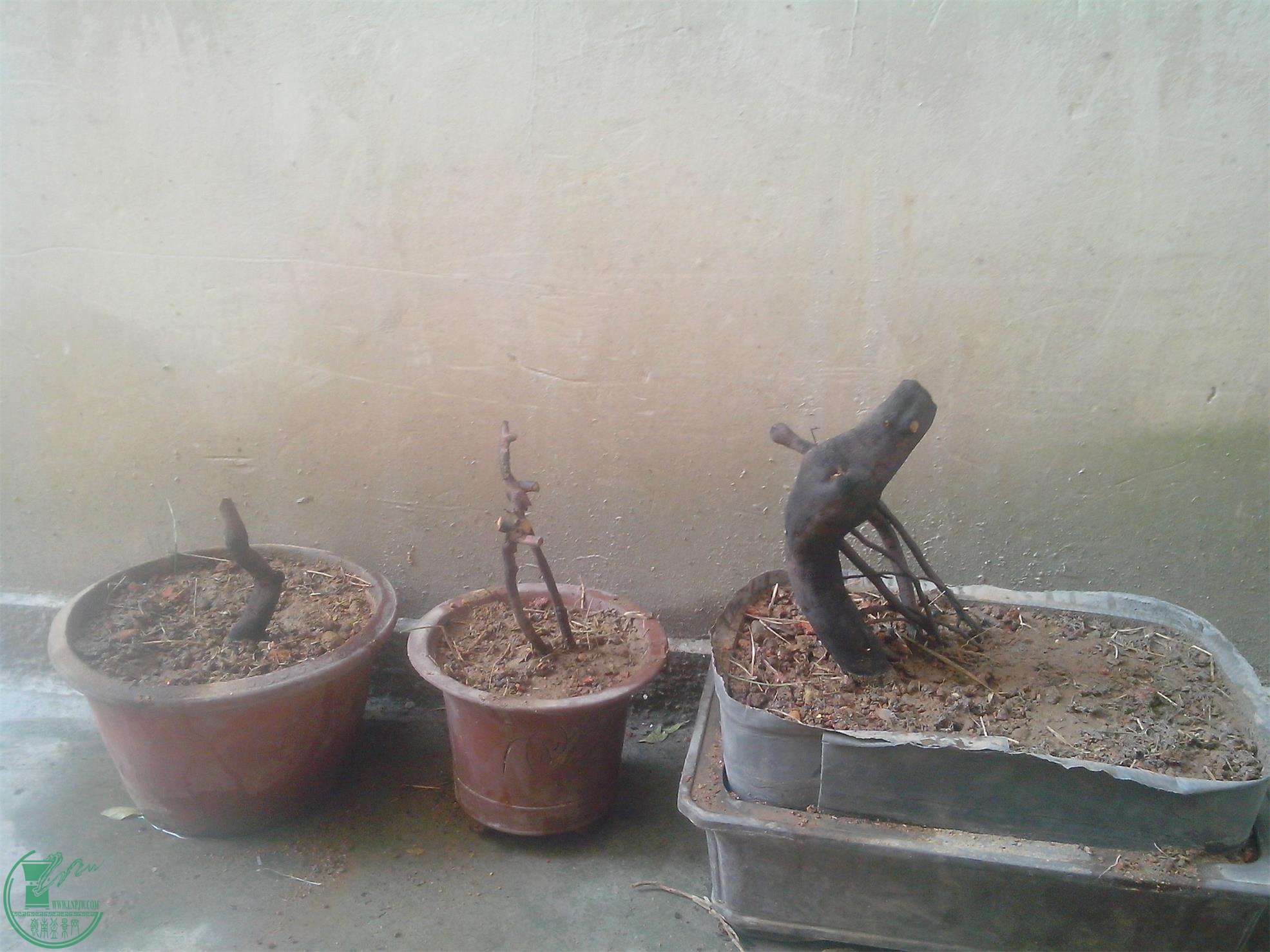IMG20141204006.jpg