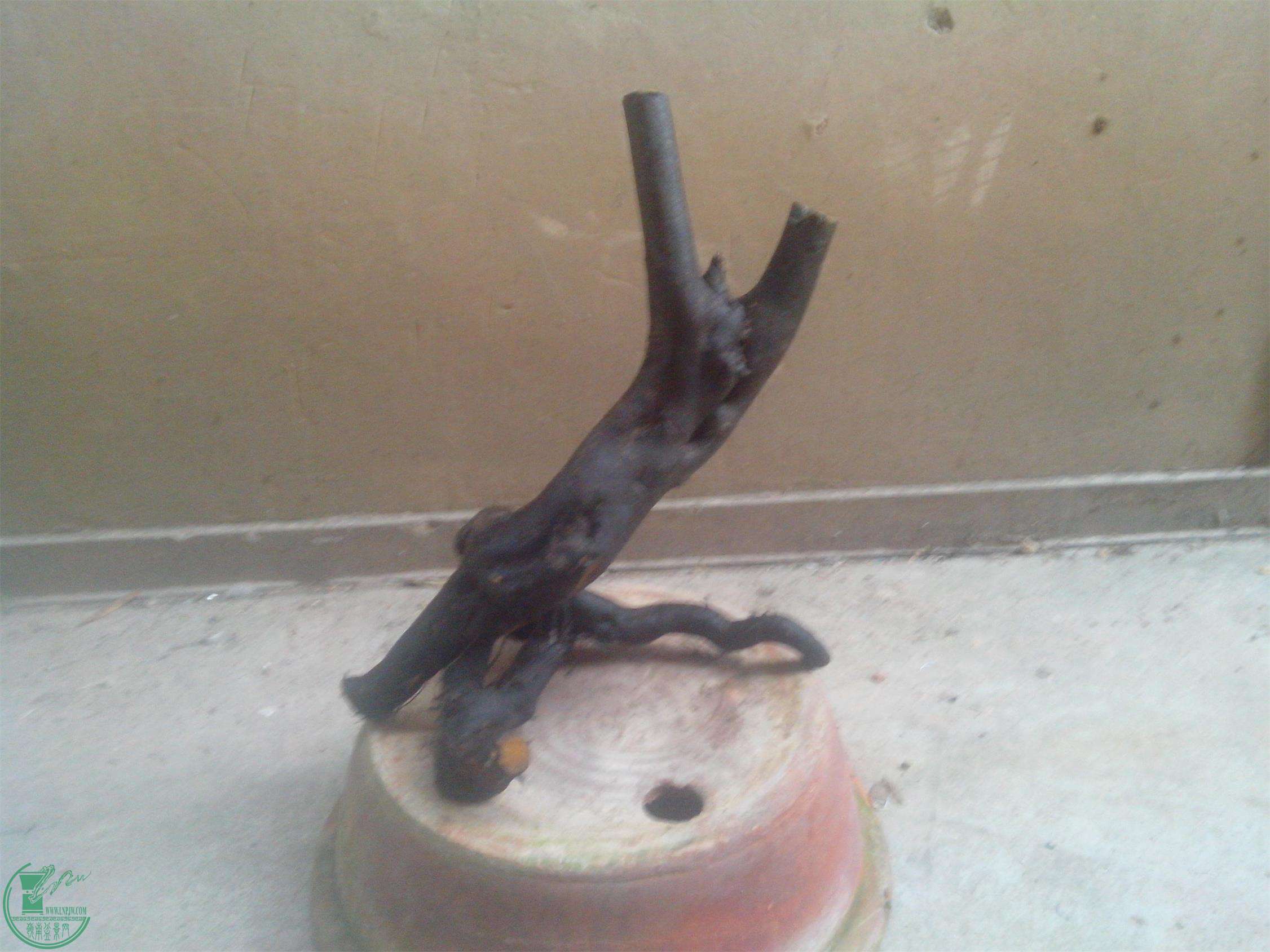 IMG20141209001.jpg