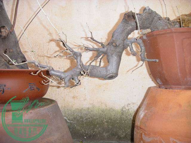 С SDC14209.JPG