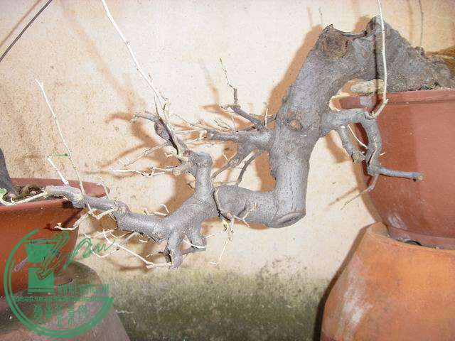 С SDC14210.JPG