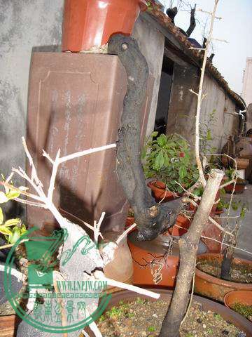 С SDC14075.JPG