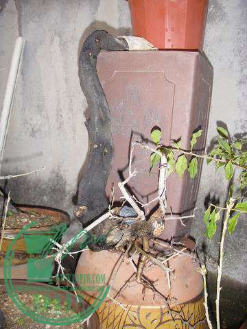 С SDC14076.JPG