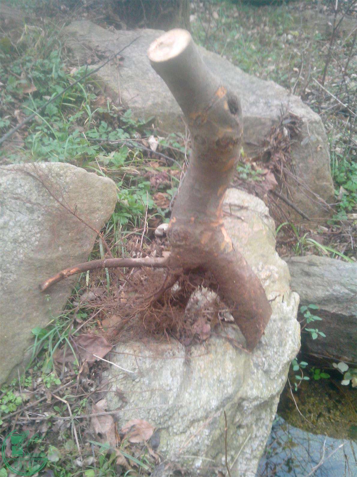 IMG20141209003.jpg