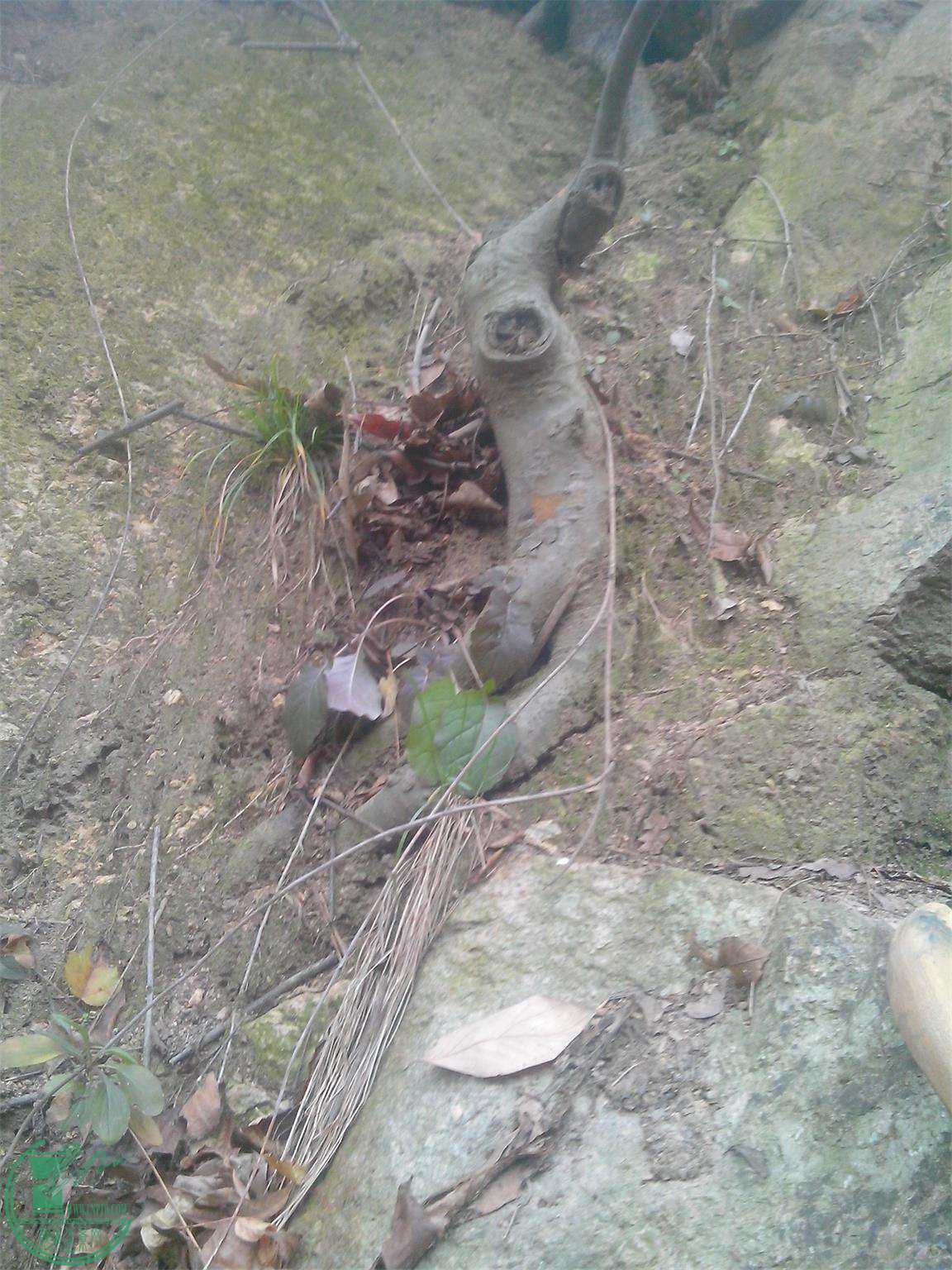 IMG20141209005.jpg