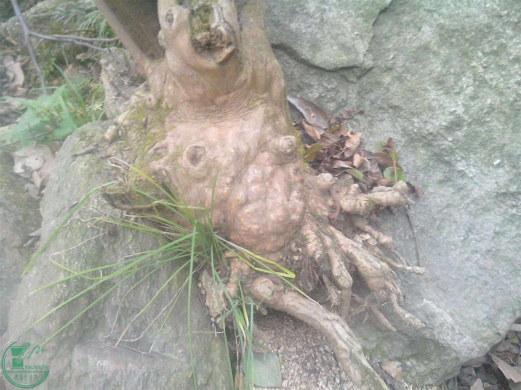 IMG20141209006.jpg