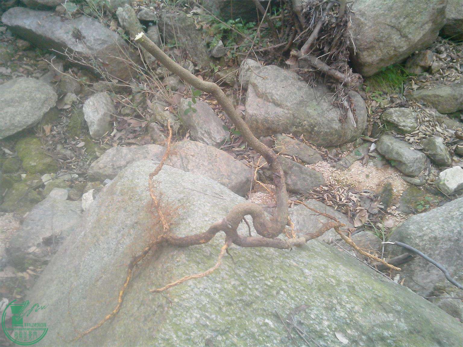 IMG20141209013.jpg