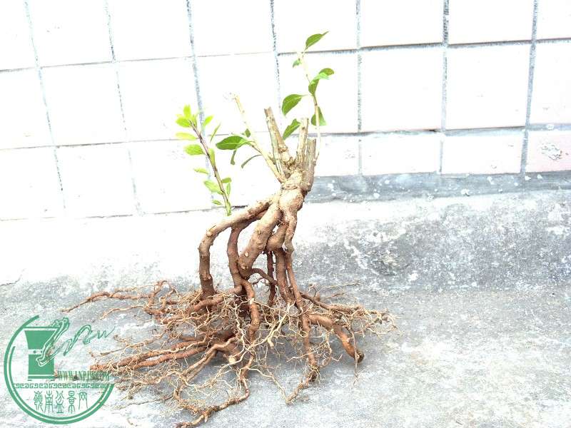 2014-12-19_11-19-05_730_www.moumu.com.jpg
