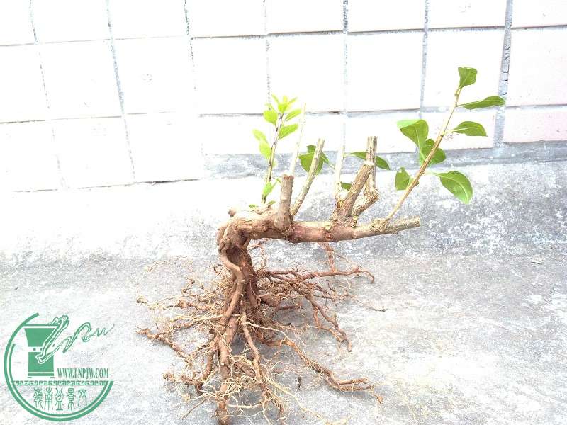 2014-12-19_11-19-16_83_www.moumu.com.jpg