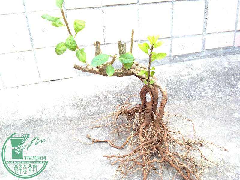 2014-12-19_11-19-45_76_www.moumu.com.jpg
