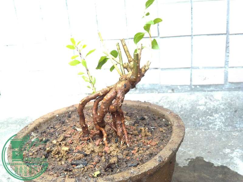 2014-12-19_11-28-24_448_www.moumu.com.jpg