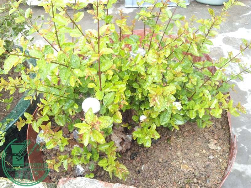 2014-12-19_10-53-28_347_www.moumu.com.jpg