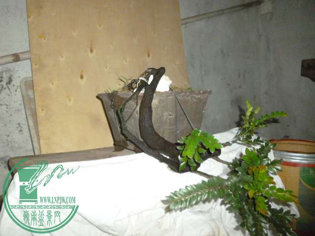 P1120600.JPG