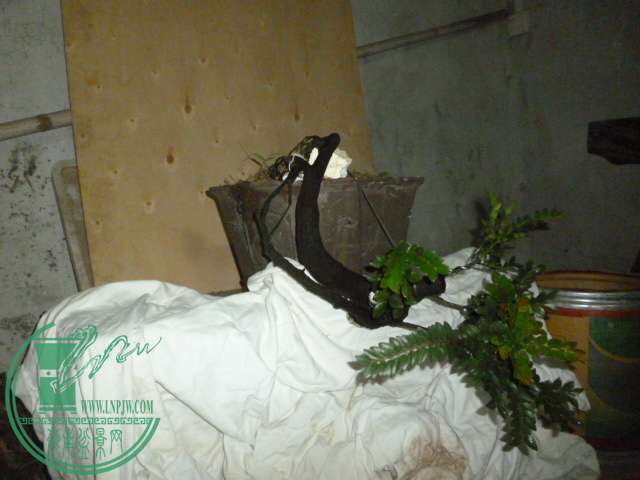 P1120601.JPG
