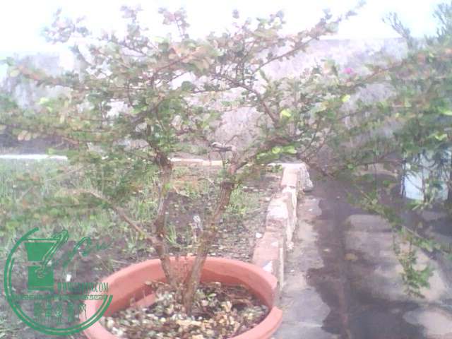 IMG1367A.jpg