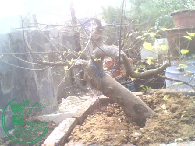 IMG1358A.jpg