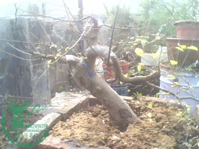 IMG1359A.jpg