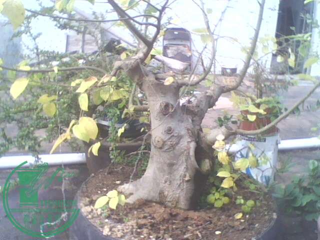 IMG1361A.jpg