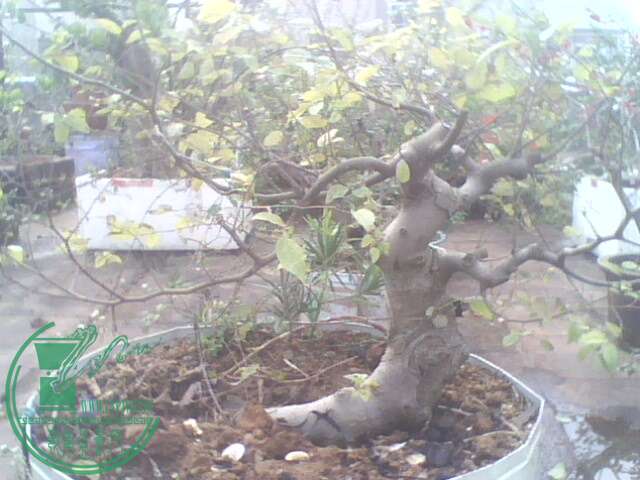 IMG1362A.jpg