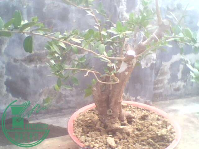 IMG1363A.jpg