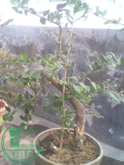 IMG1364A.jpg