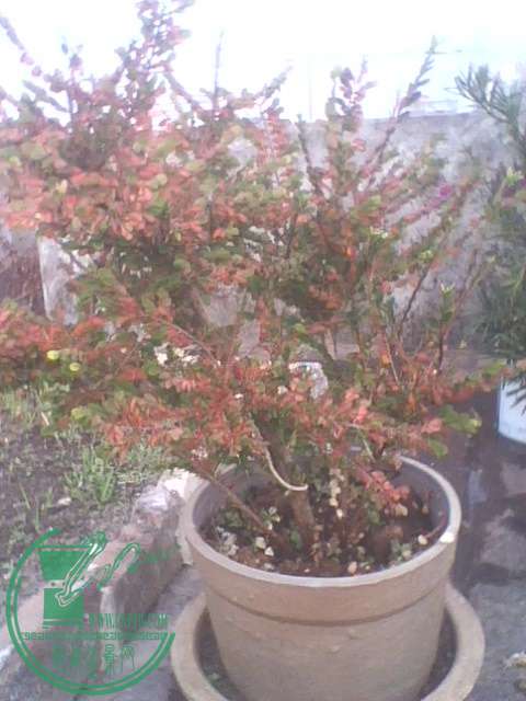 IMG1365A.jpg