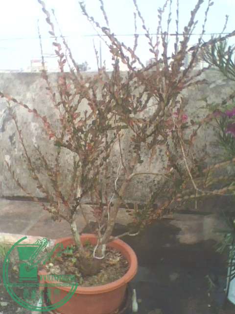 IMG1366A.jpg