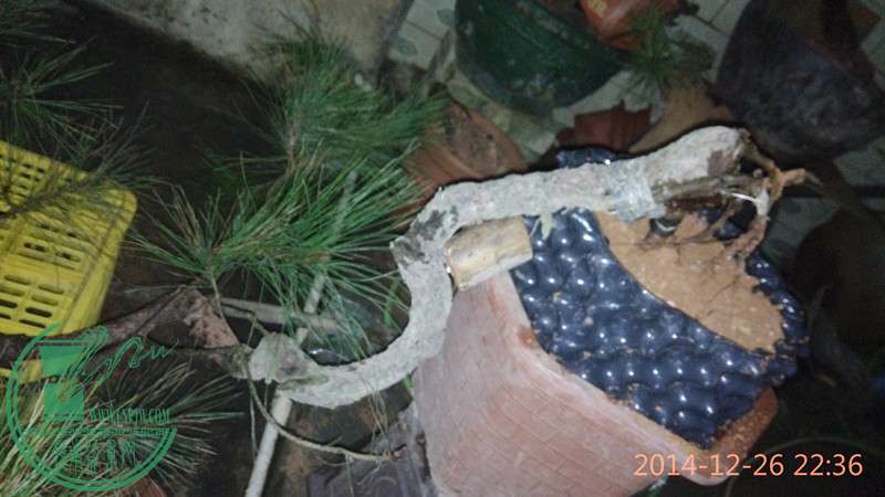 IMG_20141226_223627_.jpg