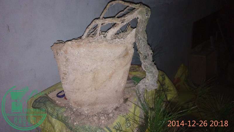 IMG_20141226_201837_.jpg