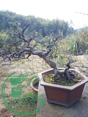 IMG_20141219_081847.jpg
