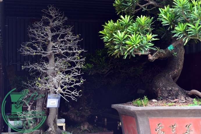 Ƭ 039.jpg