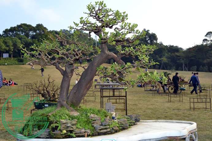 Ƭ 072.jpg