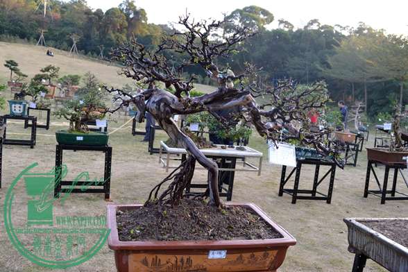 Ƭ 050.jpg