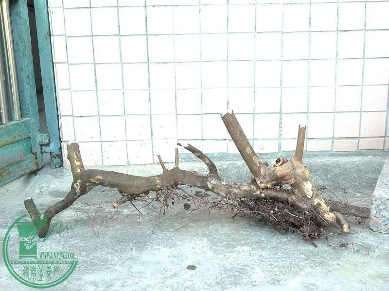 2014-12-30_16-08-31_256_www.moumu.com.jpg
