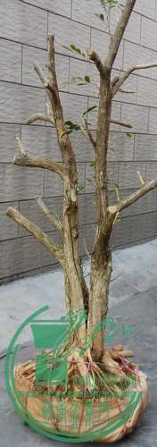IMG_20141231_114653_СС.jpg