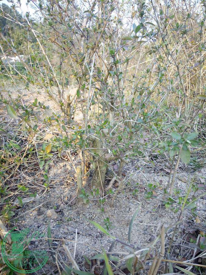 IMG_20141221_160629.jpg