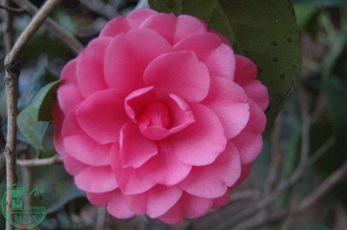 DSC_0341.JPG