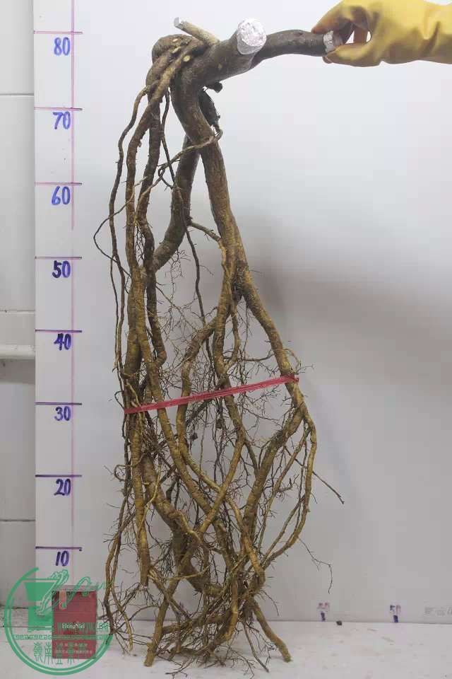 psb (2).jpg