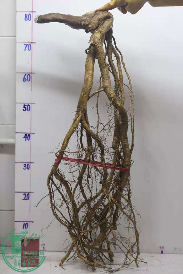 psb (3).jpg