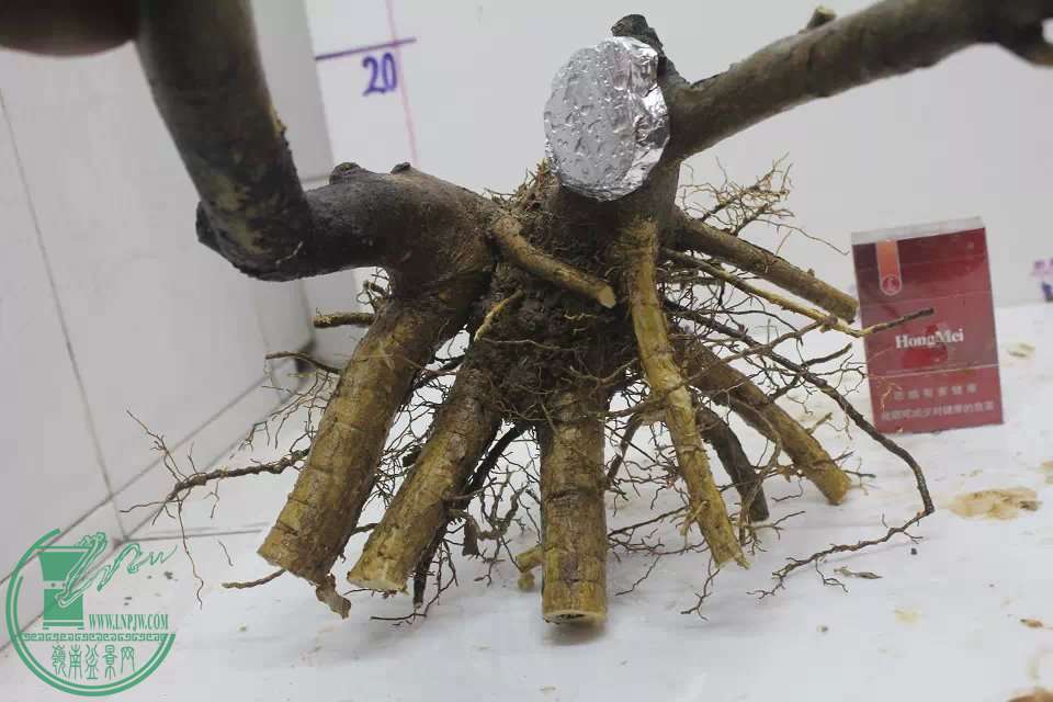 psb (14).jpg
