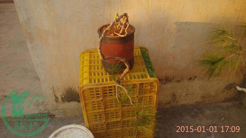 IMG_20150101_170945_.jpg