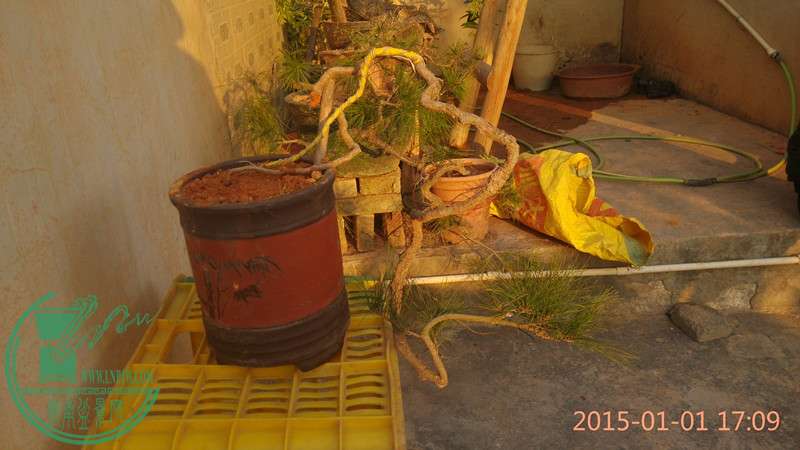 IMG_20150101_170954_.jpg