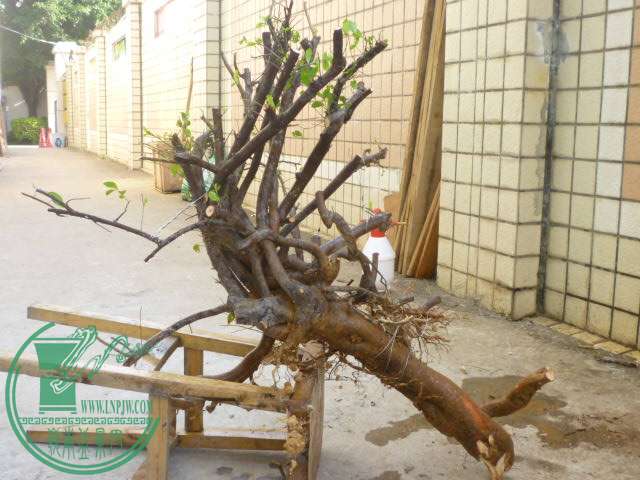 P1080074.JPG