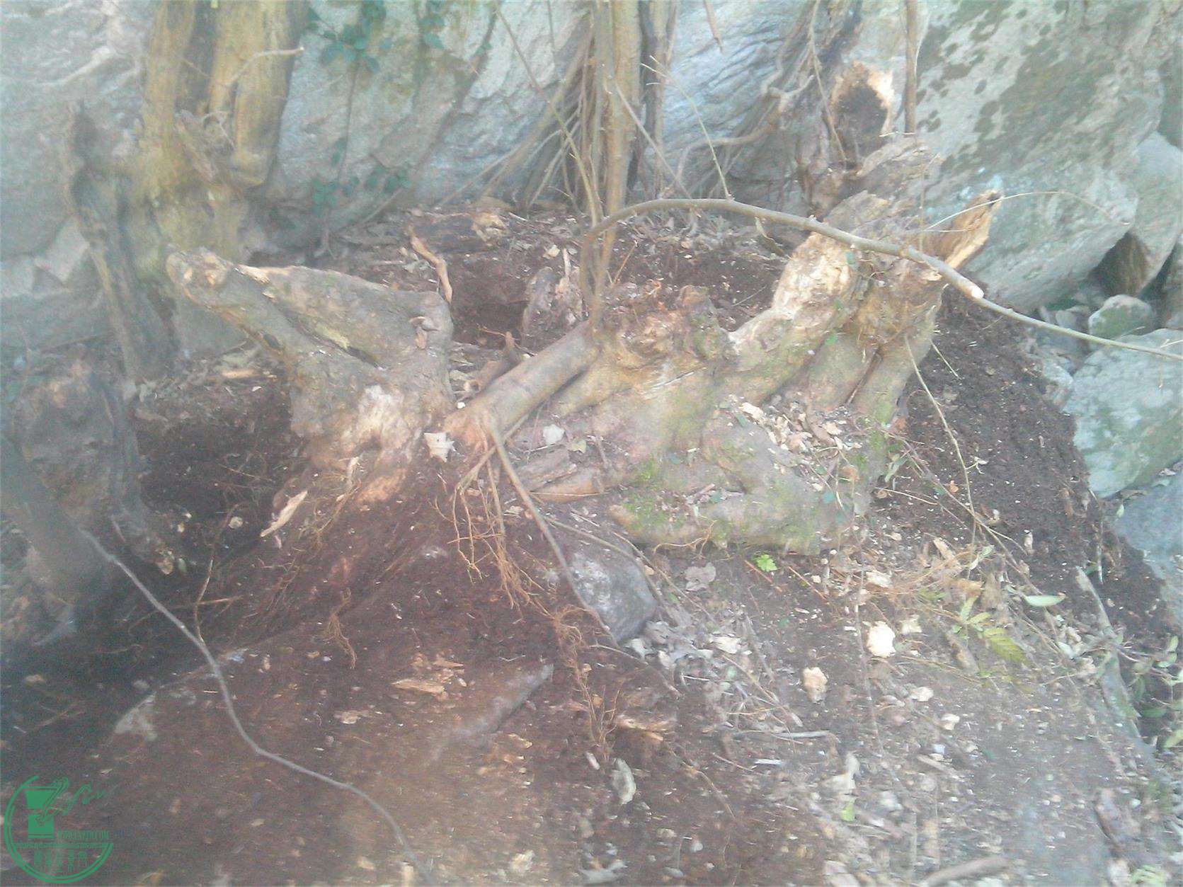 IMG20150101006.jpg