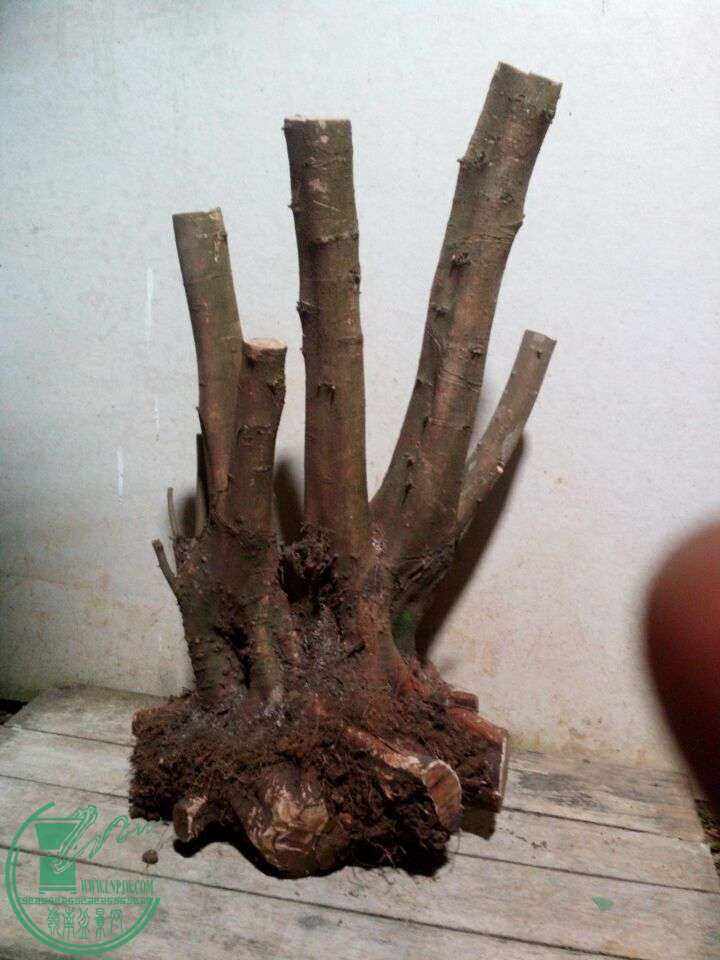 QQͼƬ20150103233916.jpg