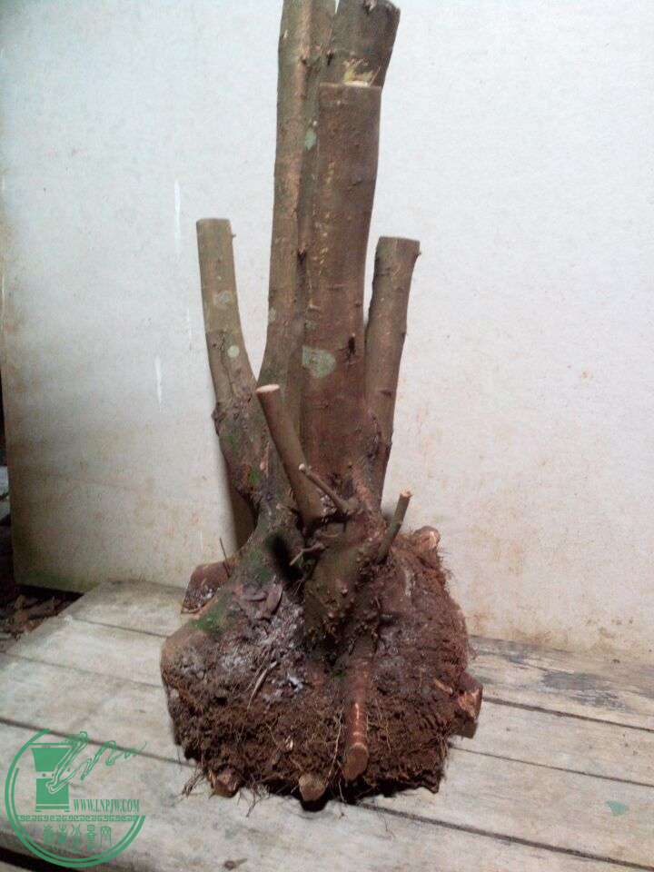 QQͼƬ20150103233949.jpg