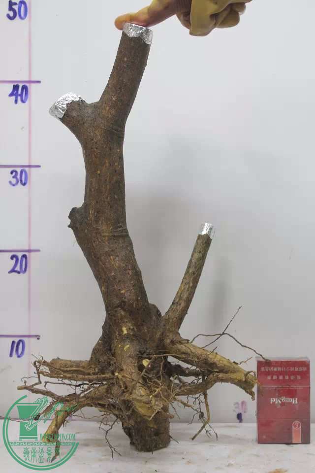 psb (2).jpg