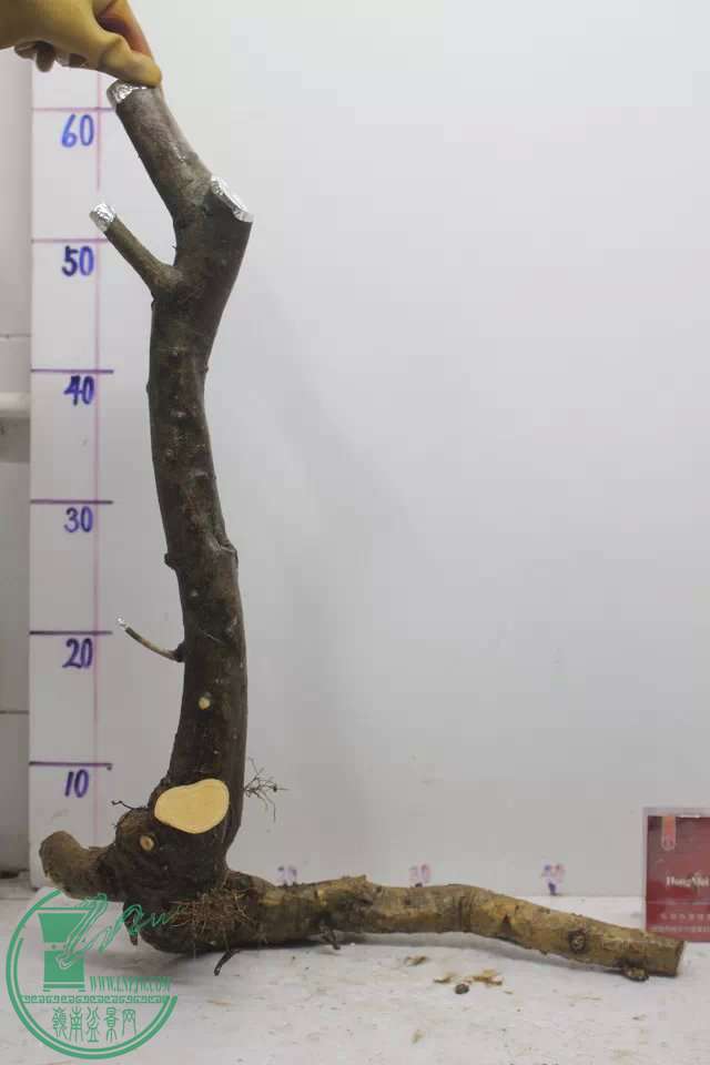 psb (12).jpg