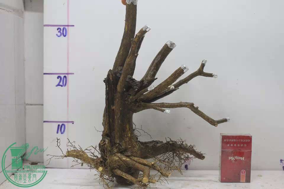 psb (1).jpg